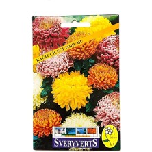 Royal Rain Store Kağıt Çiçeği Tohumu