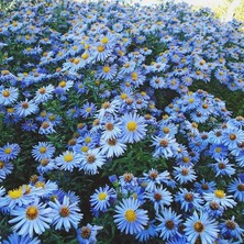 Royal Rain Store Saksılık Gök Mavisi Aster Çiçeği TOHUMU(100 Tohum)