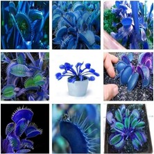 Royal Rain Store Dünyam 10 Adet Mavi (Blue) Venüs Sinek Kapan Etobur Bitki Tohumu