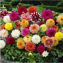 Royal Rain Store Dünyam 10 Adet Karışık Renkli Dahlia Çiçeği Tohumu