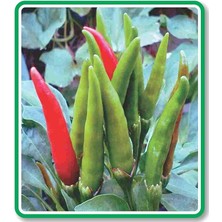 Royal Rain Store Tarım Ata Tohumu Yerli Doğal Süslü Biberi 100 Adet Tohum