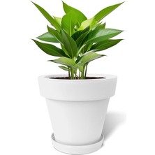 Royal Rain Store Fulya Saksı Drenajlı Dekoratif Mat Plastik Çiçek Saksısı (Beyaz Tabaklı, 50 Litre)