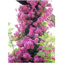 Royal Rain Store Look Pembe Sarmaşık Gül Tohumu 5 Adet Tohum TH-87770398964100091