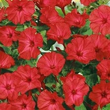 Royal Rain Store Paket Bright Red Akşam Sefası Çiçeği Tohumu(20 Tohum)