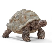 Royal Rain Store Dev Tosbağa