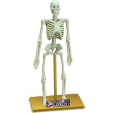 MarkEntegra 18 Parçalı Insan Iskeleti Bilim Seti