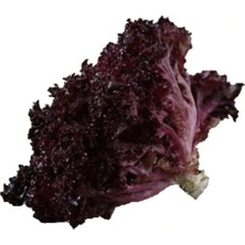 Royal Rain Store Kıvırcık Marul Tohumu 200 Adet Tohum Lolo Rosso