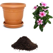 Royal Rain Store Look Cezayir Menekşesi Çiçeği Tohumu Ekim Seti TH-DSHNLLKSET200