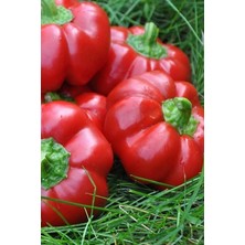 Royal Rain Store Dünyam Kamber Domates Biberi Tohumu / 10+ Adet Tohum