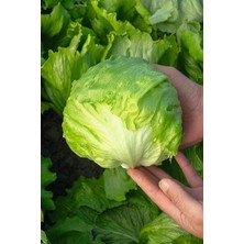 Royal Rain Store Look Iceberg Göbek Marul Tohumu / 20 Adet Tohum TH-THMCMTHM421