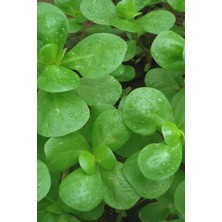 Royal Rain Store Yediveren Semiz Otu Tohumu / 100 Adet Tohum