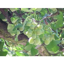 Royal Rain Store Gınkgo Biloba Mabet Ağacı Tohumu (3 Tohum)