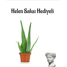 Royal Rain Store Formlu Aleo Vera Bitkisi Sevgililer Gününe Özel Helen Saksı Hediyeli, BTS001NA2052