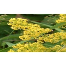 Royal Rain Store Yoğurt Otu Tohumu(20 Adet)