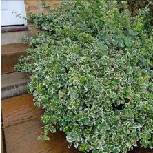 Büyük Boy Gümüşi Taflan Fidanı