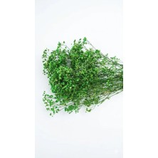 Birlik Cipso Çiçeği Şoklanmış Yeşil A Kalite