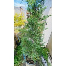 Büyük Boy Leylandi Fidanı