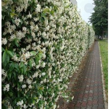 Arap Yasemin Çiçeği