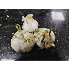 Canlar Saksıda Ekimlik Doğal Sarımsak 1 kg