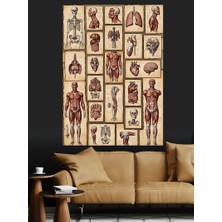 Tablomega Antik Tıbbi Insan Anatomisi Çizimleri Dekoratif Kanvas - Mdf Ahşap Tablo