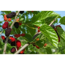 Bahçevilya Mojo Berry Siyah Bodur Dut Fidanı 1-2 Yaş