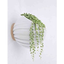 Hanart Dekoratif Modern Duvar Saksısı Duvara Monte Saksı Beyaz