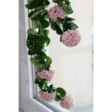 Mevsim Fidancılık Peyzaj Saksılı Hoya Carnosa Tri Colour Fidanı 14 cm'lik Saksıda 3 Renkli Canlı Çiçek