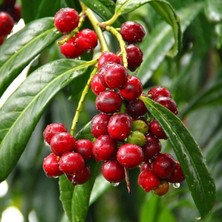 Laz Kirazfidanı ( 80 - 100CM)-TÜPLÜ