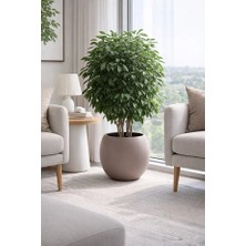 Poliva Home Küre Model Iç Drenaj Hazneli Dekoratif Modern Saksı 27,5 Lt Mocha