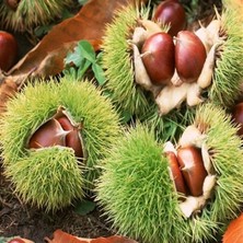 Bitkifidan 3 Yaş Sarıaşı Kestane Fidanı