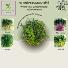 Pauls Micro Farm Sulforafan & Antioksidan Deposu – 4 Günlük Mikro Yeşil Kür Paketi (Taze Hasat)