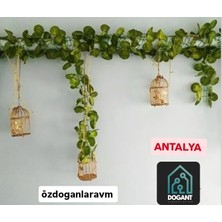 Dogant Boru Demir Gizleme Dogal Gaz Borusu Gizleme 1 Adet Zincir Yapay Sarmasık 2.40 Cm