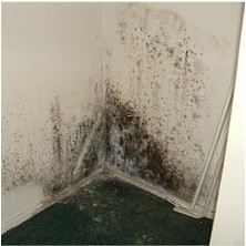 River Flora Nem Alıcı Yedek 450 gr 6 Adet