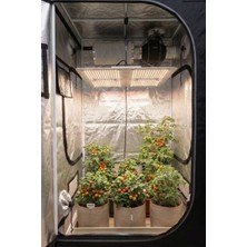 Horticulture Lightning Solutions Gen 5 Ls Evo 250W Samsung LM301H EVO Bitki Yetiştirme Lambası Quantum Board