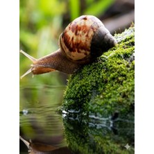 Safa Pellet 500GR Sümüklü Böcek ve Salyangoz Yemi