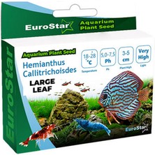 Hnrlishp Euro Bitki Tohum Large Leaf Base Plant