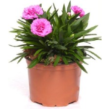 Reyondan Kokulu Karanfil 4 Adet