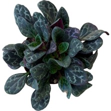 Betonish Primulina Yungfuensis (Menekşe Çiçeği)
