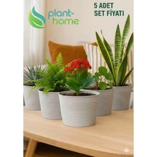 1,8 Litre Tabaksız Kırılmaz Plastik Saksı | 5 Adet Set | Modern Ev & Salon Bitkileri Için