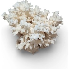 Kanki Pet Doğal Beyaz Mercan Akvaryum Dekoru - S Boy (200 - 300 Gr) Tasarım Kayası