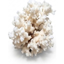 Kanki Pet Doğal Beyaz Mercan Akvaryum Dekoru - Xl Boy (550 - 700 Gr) Tasarım Kayası