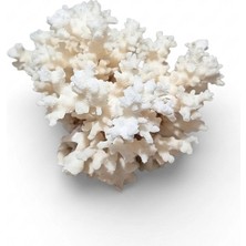 Kanki Pet Doğal Beyaz Mercan Akvaryum Dekoru - L Boy (400 - 550 Gr) Tasarım Kayası