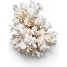 Kanki Pet Doğal Beyaz Mercan Akvaryum Dekoru - M Boy (300 - 400 Gr) Tasarım Kayası