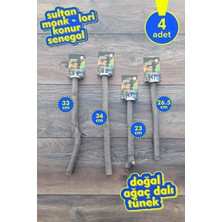 Vixpet Venty 4'lü Doğal Papağan Tünek Seti | Dal Tünek | Sultan, Monk, Lori, Konur, Senegal - M635