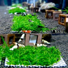 Storemax Hepsifursell Woof Akvaryum Tele Sarılı Willow Moss 10X10 cm Harika Dekor Yeni Sarım