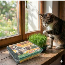 Storemax Hepsifursell Kedi Çimi - Kedi Sindirim Sistemini Rahatlatıcı Sağlıklı Kedi Otu