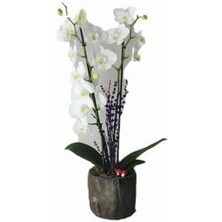 Storemax Hepsifursell Çift Dal Beyaz Orkide & Remz Odun Beton Saksıda Hediyelik Canlı Çiçek BALFLOWERDESİGN-2876
