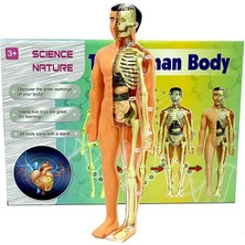 GRAYLINE Line The Human Body Insan Vücudu 3D Eğitim Seti 3302 99856641