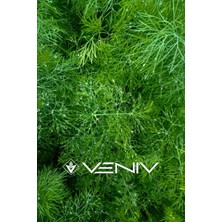 Veniv 500 Adet Dere Otu Tohumu- Aromatik