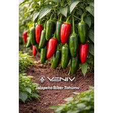 Veniv 40 Adet Jalepeno Biber Tohumu- Acı Biber